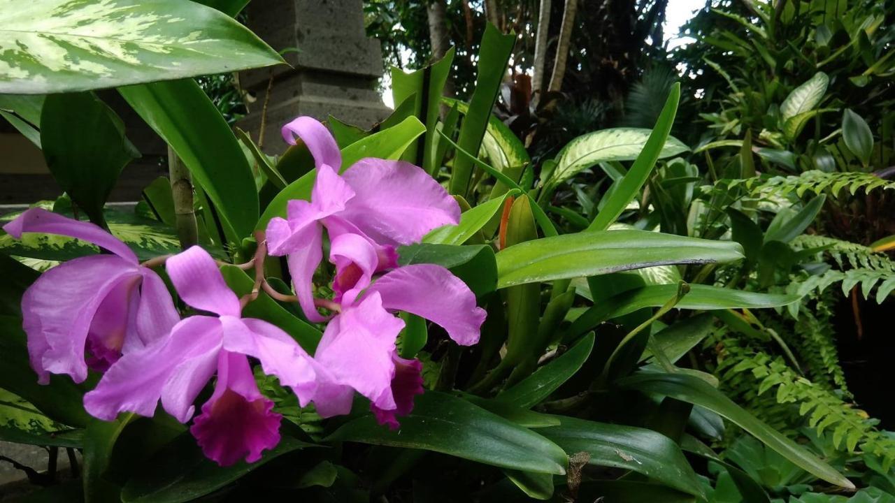 Prasanti Bed & Breakfast Ubud Exteriör bild